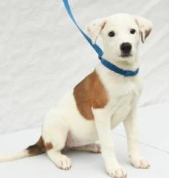 Freya -  Mixed Breed Dog for Adoption in Kansas City, Missouri - Freya | PetCurious