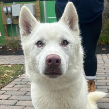 Siberian Husky and Shepherd Dogs Available for Adoption - Salmon | PetCurious