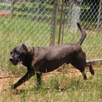 Buddy -  Pit Bull Terrier and Australian Cattle Dog Blue Heeler Dog for Adoption in Valley, Alabama - Buddy | PetCurious