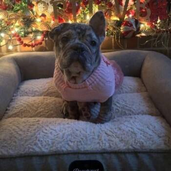 French Bulldog and Bulldog Dogs Available for Adoption in Friendswood, Texas - Rebecca Gentle Frenchie | PetCurious