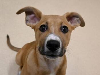 Mastiff and Border Collie Dogs Available for Adoption - Daphne | PetCurious