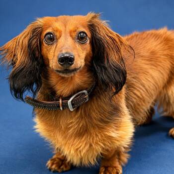 Frances -  Dachshund Dog for Adoption in Hughesville, Maryland - Frances | PetCurious
