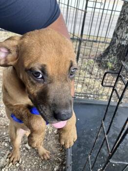 DEBBY -  Mixed Breed Dog for Adoption in Dallas, Texas - DEBBY | PetCurious