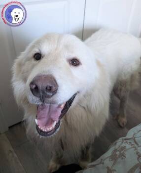 Ted -  Great Pyrenees Dog for Adoption in Spring, Texas - Ted | PetCurious