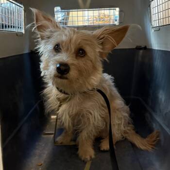 Franklin aka Frankie -  Wirehaired Terrier Dog for Adoption in Las Vegas, Nevada - Franklin Aka Frankie | PetCurious