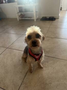 Rescue Yorkshire Terrier Dogs for Adoption in Sunrise, Florida - Kenny | PetCurious