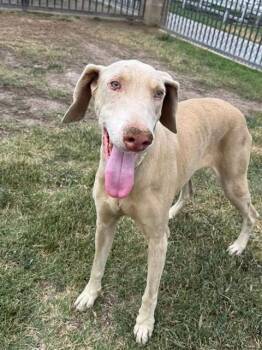 LEMON -  Doberman Pinscher Dog for Adoption in Riverside, California - LEMON | PetCurious