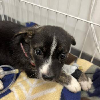 Mixed Breed Dogs Available for Adoption in Austin, Texas - Chanel | PetCurious