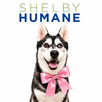 Riley -  Mixed Breed Dog for Adoption in Columbiana, Alabama - Riley | PetCurious