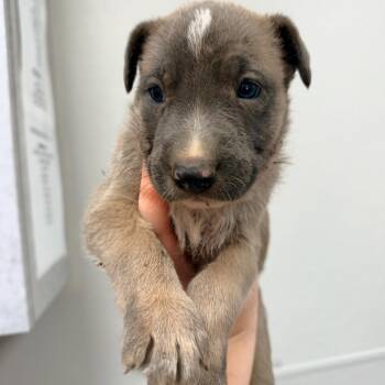 Linus -  Mixed Breed Dog for Adoption in Columbiana, Alabama - Linus | PetCurious