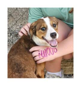 Lark -  Beagle and Border Collie Dog for Adoption in Lawrenceburg, Kentucky - Lark | PetCurious