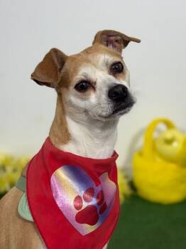 Chihuahua and Terrier Dogs Available for Adoption in Carlsbad, California - Bibi-One Of Our Amazing Rescue Dogs