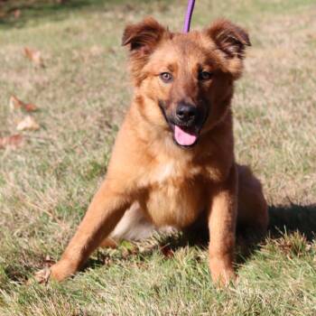 Rescue Australian Shepherd Dogs for Adoption in Eastford, Connecticut - CT Paige | PetCurious