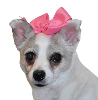 Rescue Jack Russell Terrier and Pomeranian Dogs for Adoption in Springfield, Ohio - Eva | PetCurious