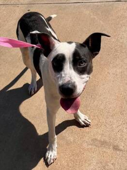 Rescue Labrador Retriever and Pit Bull Terrier Dogs for Adoption in Pearland, Texas - CORALINE | PetCurious