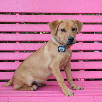 Dent -  Labrador Retriever Dog for Adoption in Wake Forest, North Carolina - Dent | PetCurious