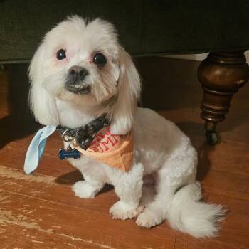 Rescue Maltese Dogs for Adoption in Houston, Texas - Romeo George | PetCurious