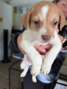 Shane - Selina -  American Bulldog Dog for Adoption in Lakeland, Florida - Shane - Selina | PetCurious