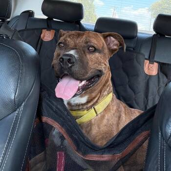 Rigby -  Boxer and Pit Bull Terrier Dog for Adoption in Austin, Texas - Rigby | PetCurious