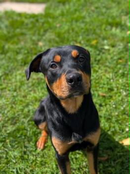 Logan -  Rottweiler Dog for Adoption in Chambersburg, Pennsylvania - Logan | PetCurious