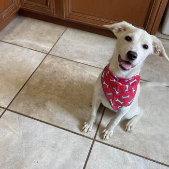 Parlova -  Mixed Breed Dog for Adoption in Lacon, Illinois - Parlova | PetCurious