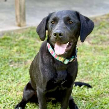 Black Labrador Retriever Dogs Available for Adoption - Lucy | PetCurious