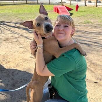Sydney So Loving -  Pit Bull Terrier and American Staffordshire Terrier Dog for Adoption in Friendswood, Texas - Sydney So Loving | PetCurious