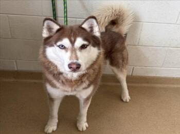 BEOWOOF -  Siberian Husky Dog for Adoption in Derwood, Maryland - BEOWOOF | PetCurious