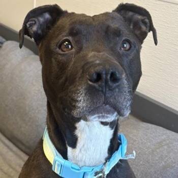 Mixed Breed Dogs Available for Adoption in Lansing, Michigan - Storm | PetCurious