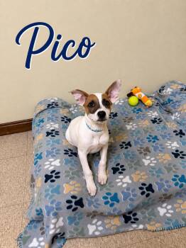 Pico -  Retriever Dog for Adoption in Douglas, Massachusetts - Pico | PetCurious
