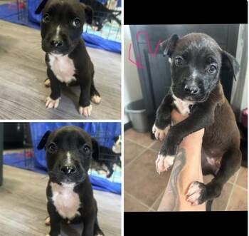 SKIRT -  Pit Bull Terrier and Mixed Breed Dog for Adoption in Colorado Springs, Colorado - SKIRT | PetCurious