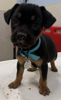 Terrier and Mixed Breed Dogs Available for Adoption in Honolulu, Hawaii - Penny | PetCurious