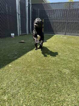 Diggity -  Mixed Breed Dog for Adoption in Lafayette, Indiana - Diggity | PetCurious