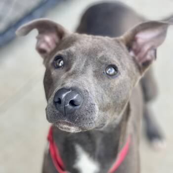 Pit Bull Terrier Dogs Available for Adoption in Monroe, Ohio - Turtle | PetCurious