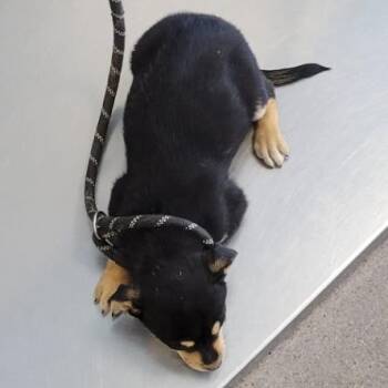 Mixed Breed Dogs Available for Adoption in Las Cruces, New Mexico - 105770 | PetCurious