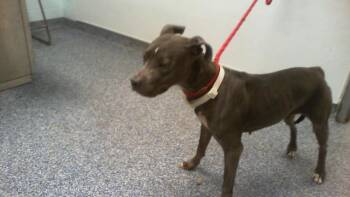 A1271171 -  Pit Bull Terrier Dog for Adoption in Charlotte, North Carolina - A1271171 | PetCurious