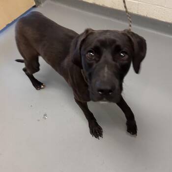 Bacardi -  Mixed Breed Dog for Adoption in Asheville, North Carolina - Bacardi | PetCurious