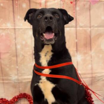 Black Labrador Retriever and Rottweiler Dogs Available for Adoption - Roger Moore 007 | PetCurious