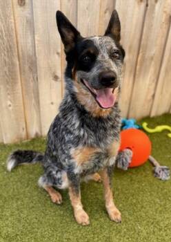 Nova -  Australian Cattle Dog Blue Heeler and Mixed Breed Dog for Adoption in Eugene, Oregon - Nova | PetCurious