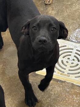 Hank -  Mixed Breed Dog for Adoption in Lake City, Arkansas - Hank | PetCurious