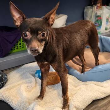 Mel -  Chihuahua Dog for Adoption in Jefferson City, Tennessee - Mel | PetCurious