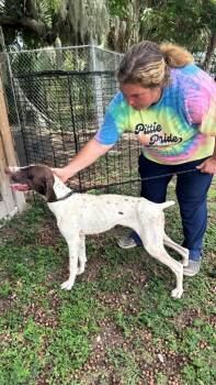 Nisha -  Pointer Dog for Adoption in Lakeland, Florida - Nisha | PetCurious