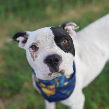 SUZAN -  Boxer Dog for Adoption in San Antonio, Texas - SUZAN | PetCurious