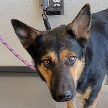 110344 -  Mixed Breed Dog for Adoption in Las Cruces, New Mexico - 110344 | PetCurious