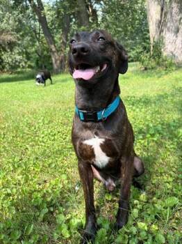Clyde -  Mixed Breed Dog for Adoption in Belleville, Michigan - Clyde | PetCurious