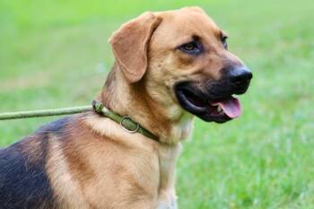TROOPER -  Mixed Breed Dog for Adoption in Brazil, Indiana - TROOPER | PetCurious
