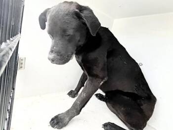 A657236 -  Labrador Retriever and Rottweiler Dog for Adoption in Houston, Texas - A657236 | PetCurious