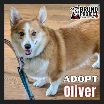 Corgi Dogs Available for Adoption in St. Catharines, Ontario - Oliver | PetCurious