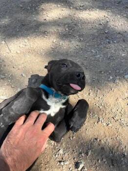 Feist Dogs Available for Adoption in Mason City, Illinois - Bodie | PetCurious