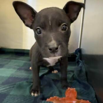 Olaf -  Mixed Breed Dog for Adoption in Springboro, Ohio - Olaf | PetCurious